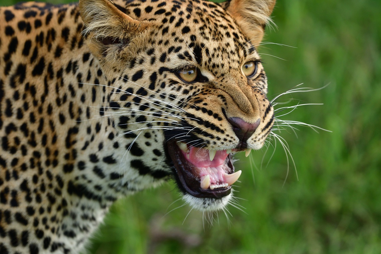/Zeronaut/allisthewave-hugo-web/raw/commit/9cc165b465837eb4b32a70e75a1e078279f614c0/content/posts/2024-11-20-leopard-meet-face/featured.jpg